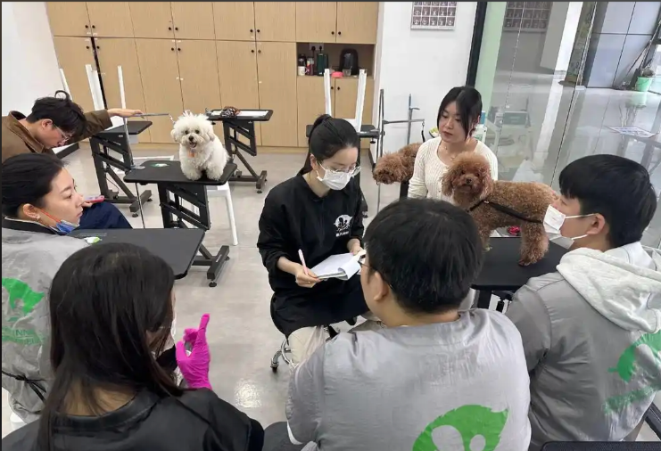 资阳市宠物美容师宠物美容培训学校 - 一站式服务